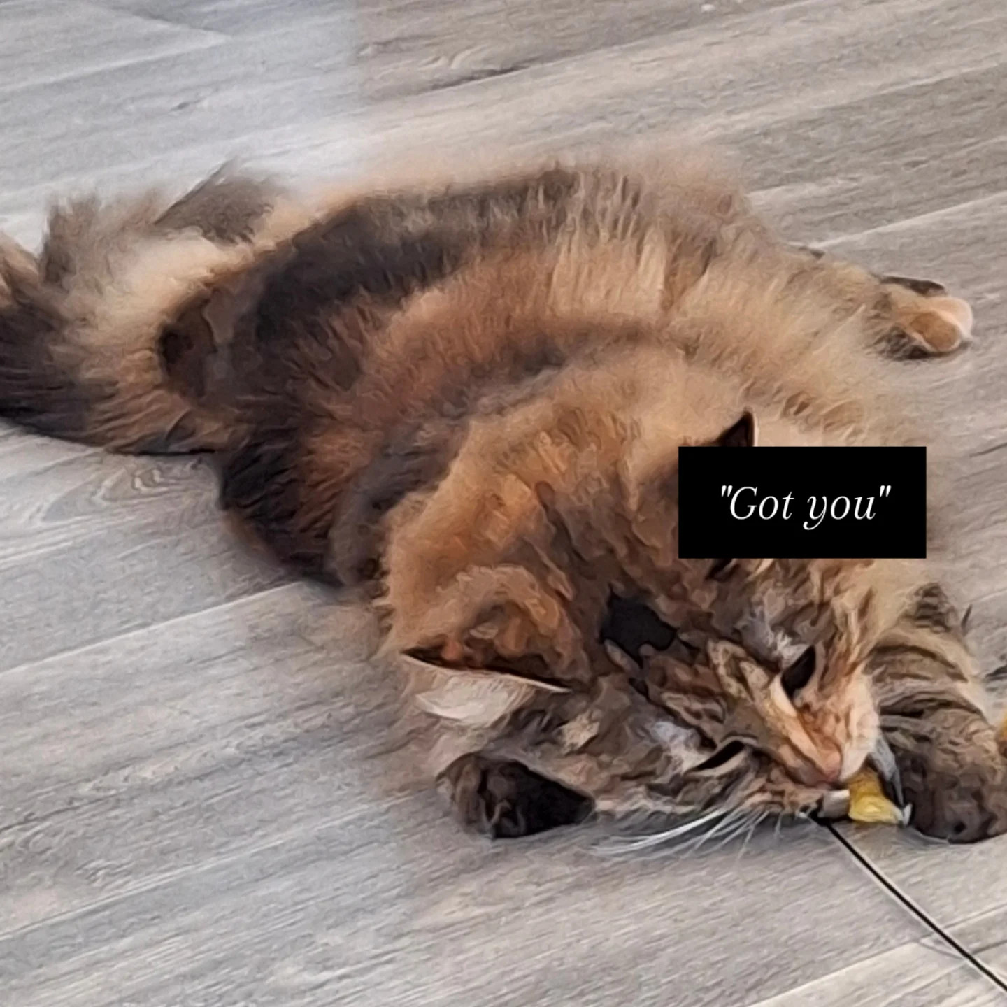 Lotta